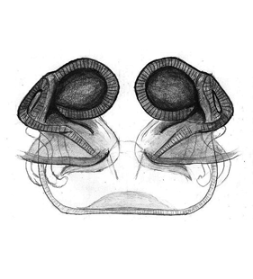 speciesimage