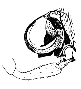 speciesimage