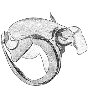 speciesimage