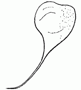 speciesimage