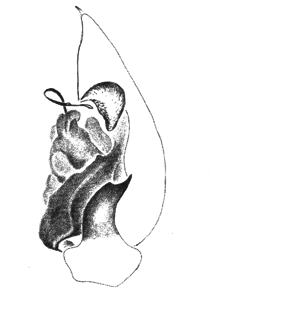 species