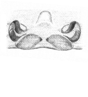 species