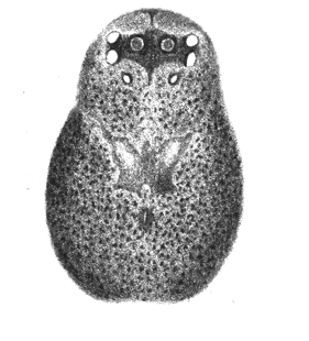 species