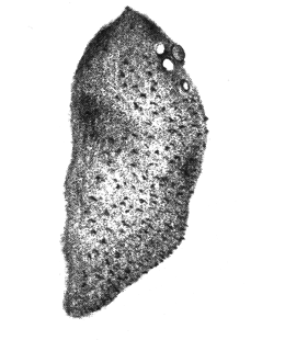 species