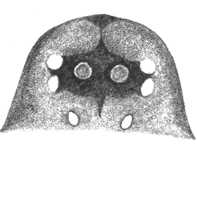 species
