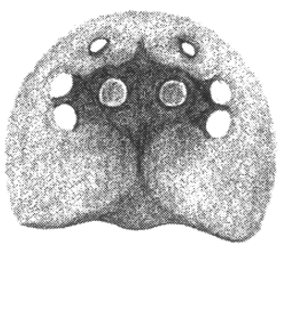 species