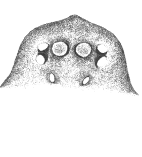 species
