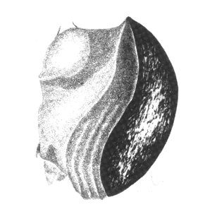 species