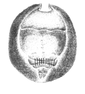 species