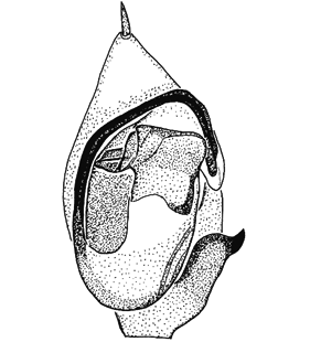 species