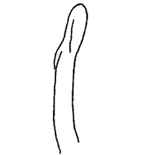 species