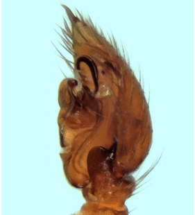 species