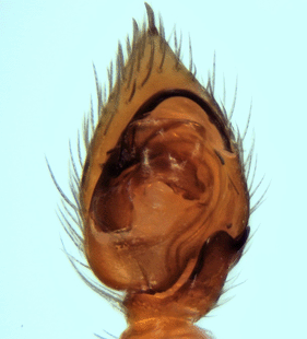 species