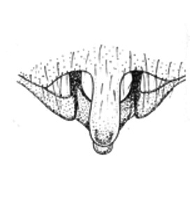 speciesimage