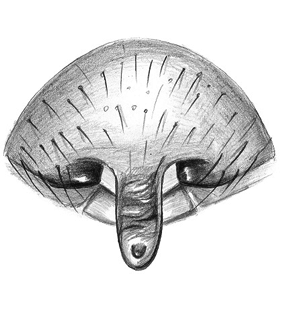 speciesimage