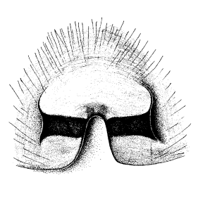 speciesimage