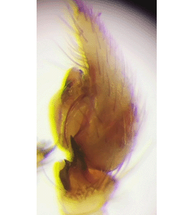 speciesimage