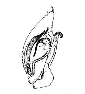 speciesimage
