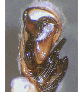 species