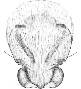 species