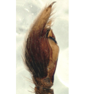 speciesimage