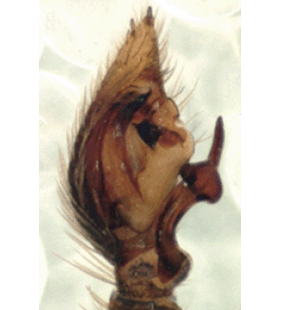 speciesimage