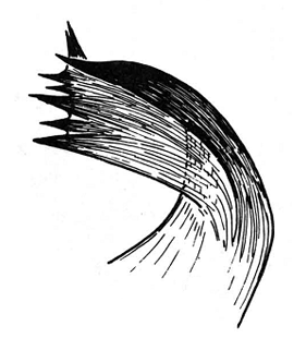 speciesimage