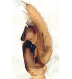 speciesimage
