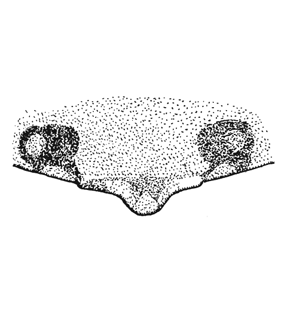 speciesimage