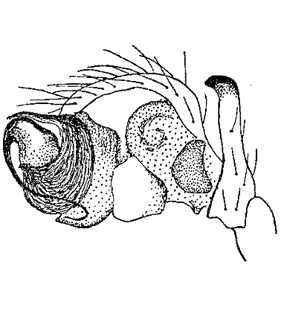 speciesimage