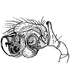 speciesimage