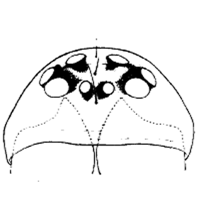 speciesimage