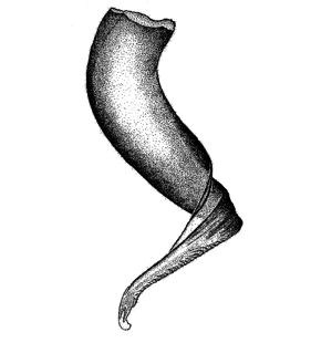 speciesimage