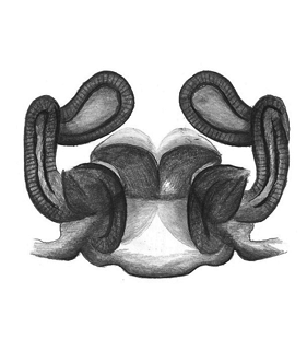 speciesimage