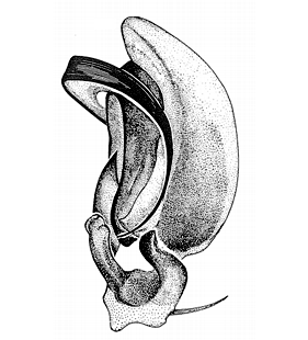 speciesimage