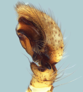 speciesimage