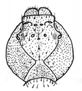 speciesimage