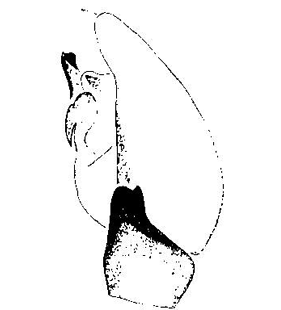 speciesimage