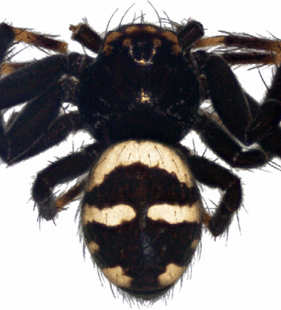 speciesimage