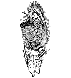 speciesimage