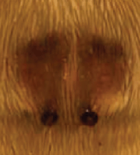 speciesimage