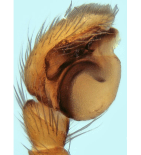 speciesimage