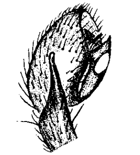 speciesimage