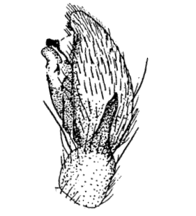 speciesimage