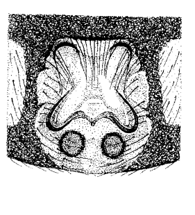 speciesimage