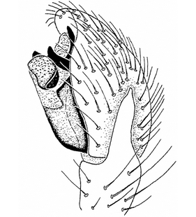species