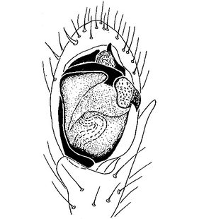 species