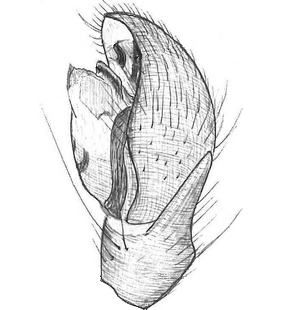 species