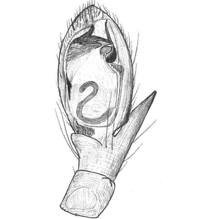 species