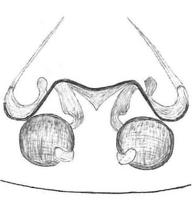 species